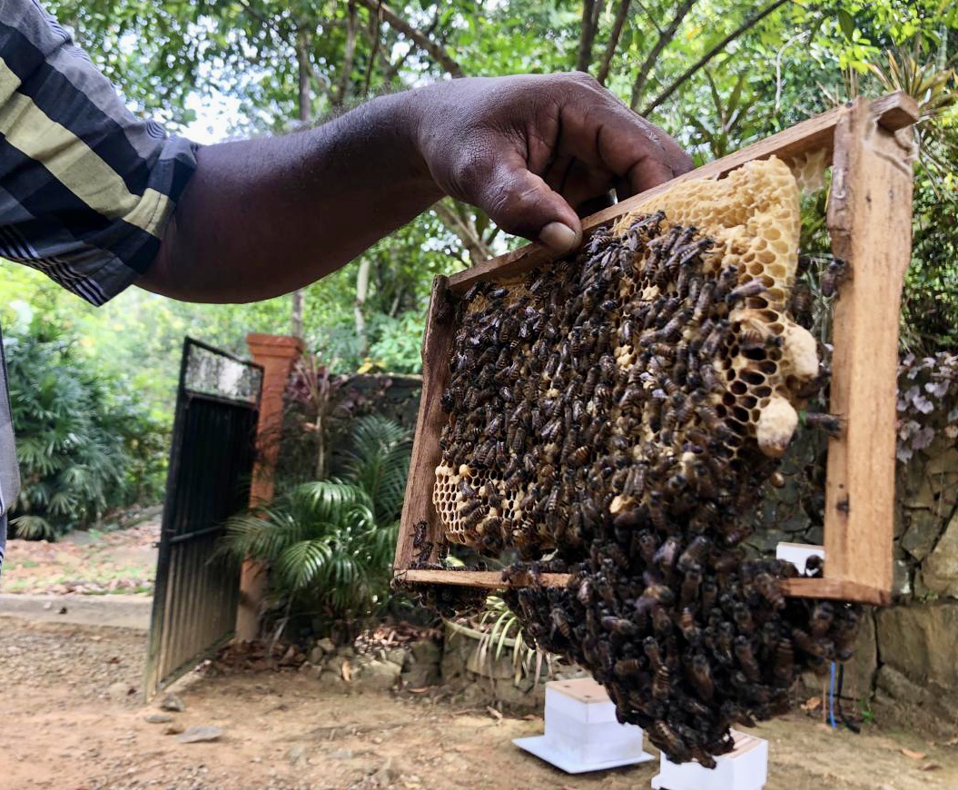 The Dankombuwa Beekeeping for Honey Production - Project Story